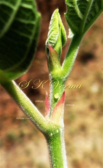  Stipules